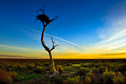A lone tree with a tangled nest stands against a blazing outback sunset - Australian Stock Image