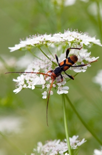 A longicorn Beetle feeding from the white flowers - Australian Stock Image