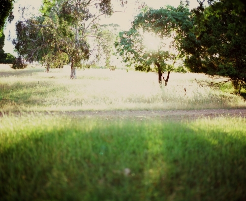 A lush summer scene - Australian Stock Image