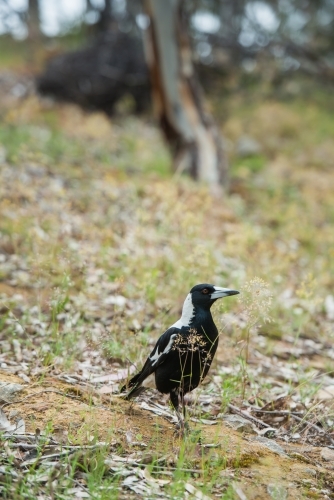 A magpie on the grass in bushland - Australian Stock Image