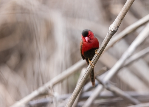A male crimson finch on a stalk of dry grass