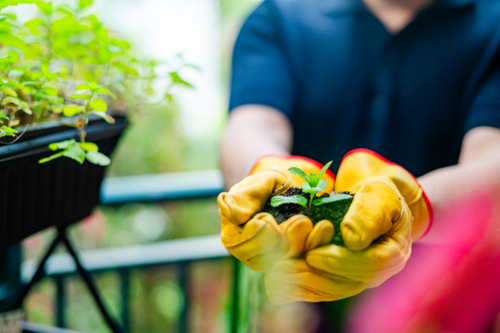 A male gardener with an arm tattoo gently presents a young plant with both hands while outside - Australian Stock Image