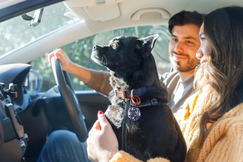 A man and a woman in a car with their dog about to go on a holiday