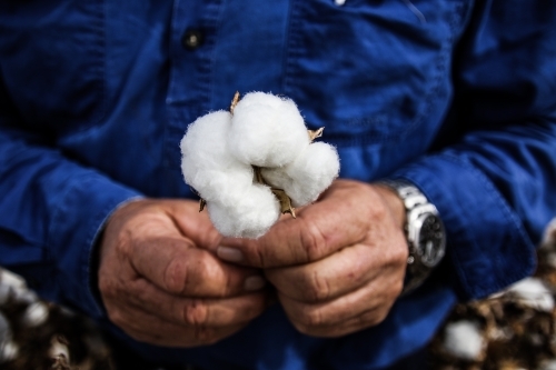 A man holding a cotton boll with his two hands. - Australian Stock Image