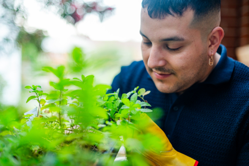 A man tends to his vertical herb garden, cultivating mint and other greens on a vibrant balcony - Australian Stock Image