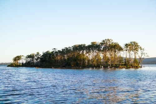 a mangrove at the central coast - Australian Stock Image
