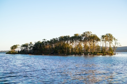 a mangrove at the central coast