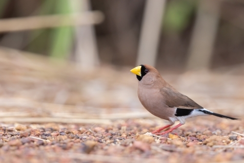 A masked finch standing on the ground