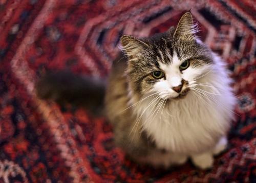 A medium hair ragdoll cat sitting on a Persian carpet looking up at the camera