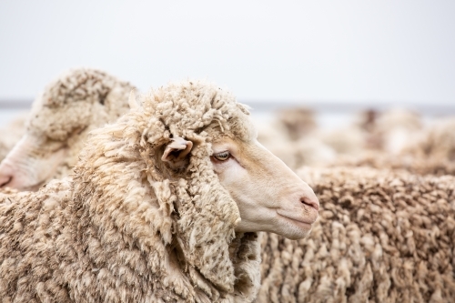 A merino ewe in the yards - Australian Stock Image