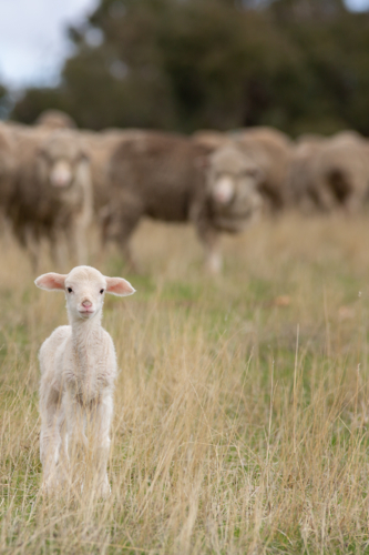 A merino lamb in a paddock - Australian Stock Image