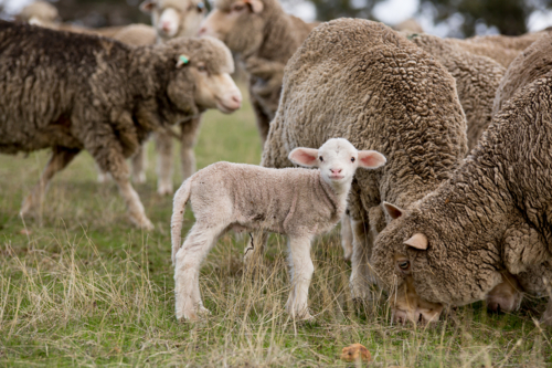 A merino lambs with the ewes - Australian Stock Image