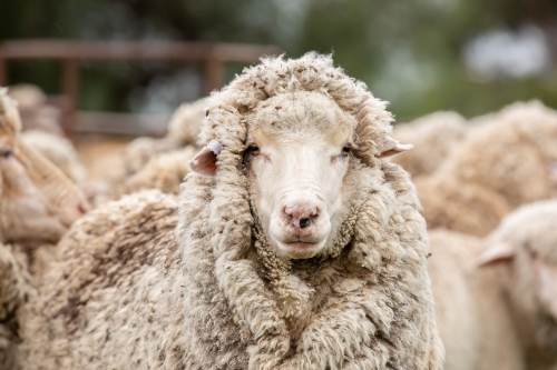 A Merino sheep in the yards - Australian Stock Image