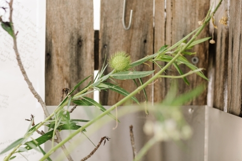 A milk weed plant with narrow leaves and spiky round pod in front of the fence. - Australian Stock Image