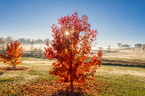 A misty autumn morning in the country - Australian Stock Image