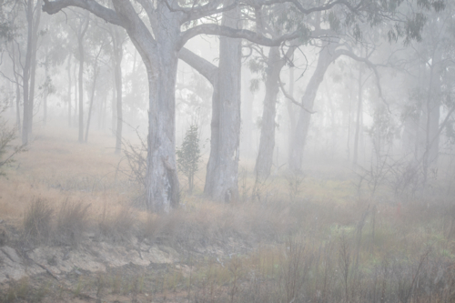 A misty early morning in the country with a small dam and gum trees - Australian Stock Image