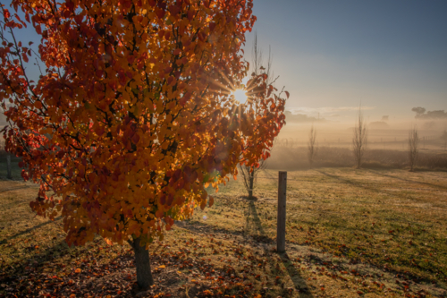 A misty early morning with a golden tree and rays of sun - Australian Stock Image