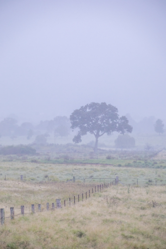 A misty morning country scene with a leading fenceline and the silhouette of a tree in the distance - Australian Stock Image