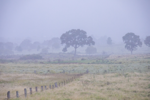 A misty morning country scene with a leading fenceline and the silhouette of a tree in the distance - Australian Stock Image