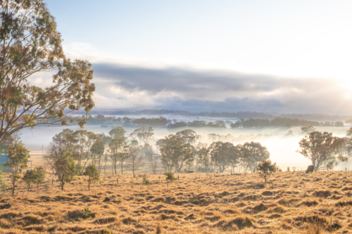 A misty morning in the country with a field and trees - Australian Stock Image