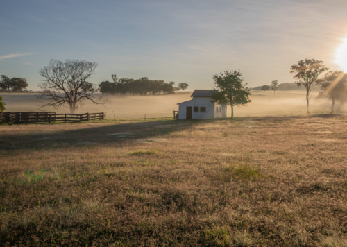 A misty morning in the country with an old barn by a tree - Australian Stock Image