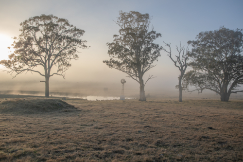 A misty morning in the country with gum trees, dawn light and a windmill - Australian Stock Image