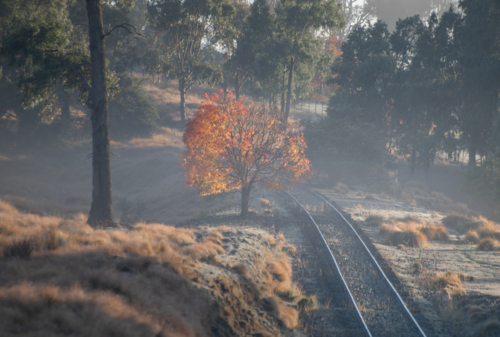 A misty morning on some old country train tracks with one autumn tree - Australian Stock Image