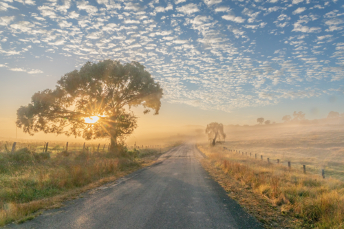 A misty morning under a soft cloudy sky with the sun peeping through a tree by a country road - Australian Stock Image
