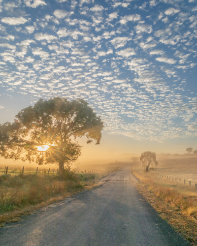 A misty morning under a soft cloudy sky with the sun peeping through a tree by a country road - Australian Stock Image