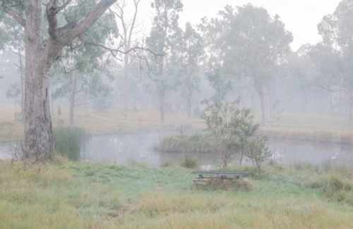 A misty morning with gum trees and a small dam - Australian Stock Image