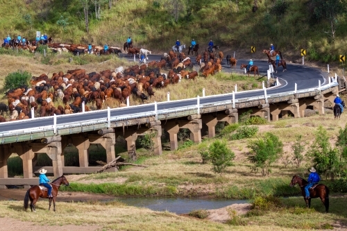 A mob of cattle being mustered across the Burnett River, Eidsvold, QLD.