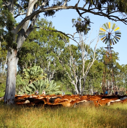 A mob of cattle being mustered past a windmill and gumtree.