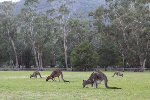 A mob of Kangaroos grazing in a bush meadow