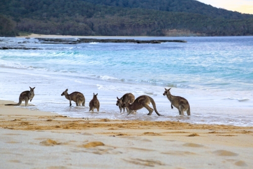 A mob of six eastern grey kangaroos get wet by a wave on Depot Beach - Australian Stock Image