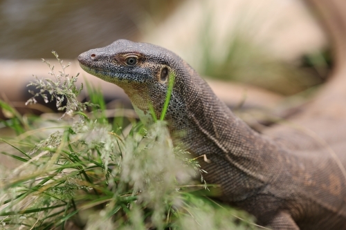 A monitor lizard popped his head out of the grass - Australian Stock Image