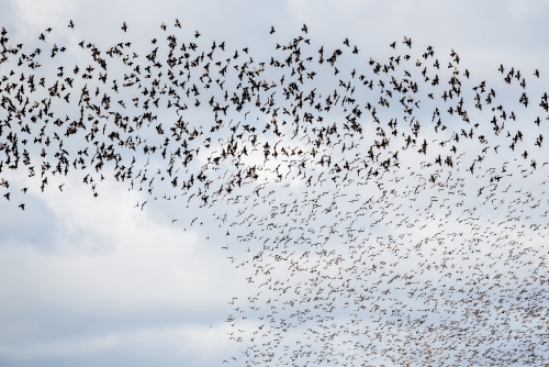 A murmuration of starlings - Australian Stock Image