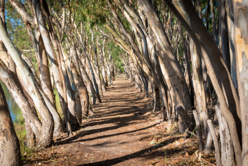 A narrow dirt path lined with leaning river red gums, creating a tunnel of trees and dappled light - Australian Stock Image