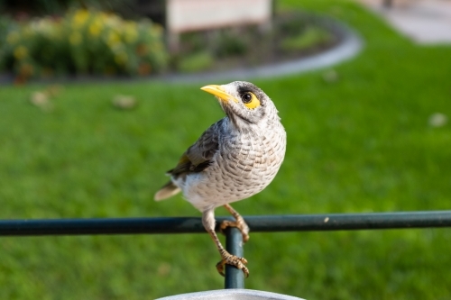 A native Australian noisy miner bird (Manorina melanocephala) a type of honey eater - Australian Stock Image