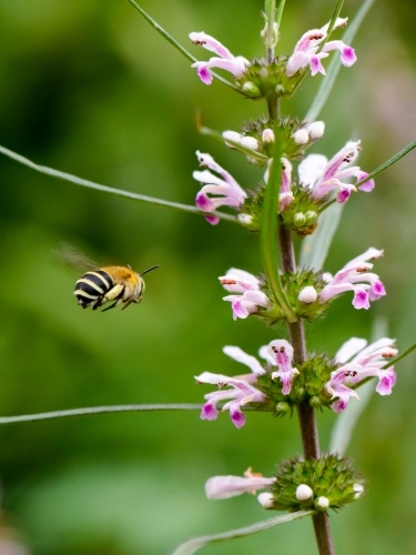 A native Blue Banded Bee in flight with pink flowers and blurred green background
