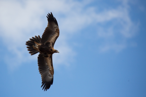A native wedge tailed eagle in flight near Alice Springs, Northern Territory, Australia - Australian Stock Image