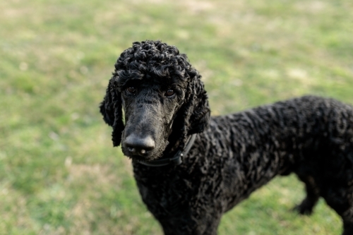 A one year old solid black standard poodle standing on grass - Australian Stock Image