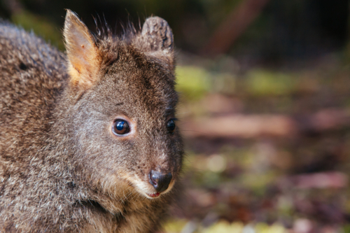 A Pademelon looks for food near Cradle Mountain, Tasmania, Australia - Australian Stock Image
