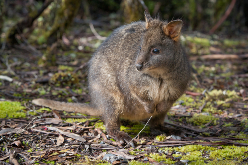 A Pademelon looks for food near Cradle Mountain, Tasmania, Australia - Australian Stock Image