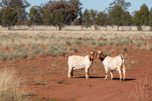 A pair of boer goats in a paddock - Australian Stock Image