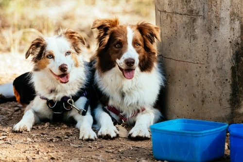 A pair of Border Collie dogs lie on the ground beside a concrete tank and blue bucket of water. - Australian Stock Image