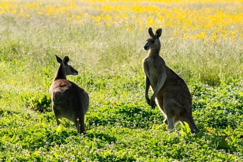 A pair of Grey Kangaroos backlit in a field - Australian Stock Image