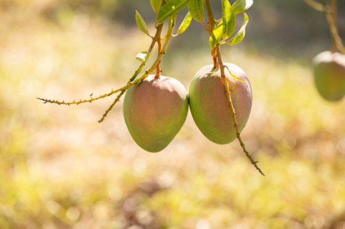 A pair of mangoes ready to harvest - Australian Stock Image