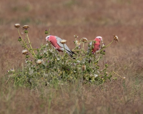 A pair of pink and grey Galahs feeding on seed heads in the middle of a field