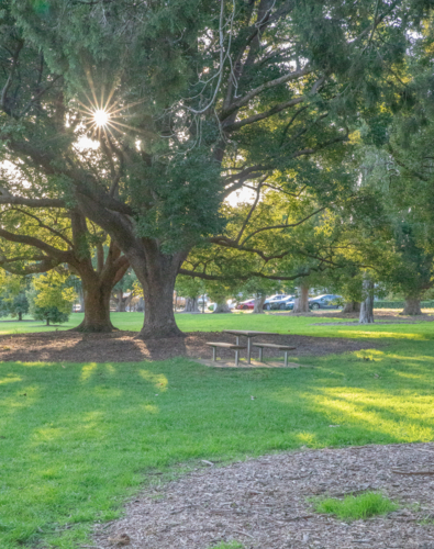 A park with large trees, a picnic table and sunbeams - Australian Stock Image