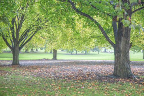 A park with large trees and autumn leaves on the ground - Australian Stock Image